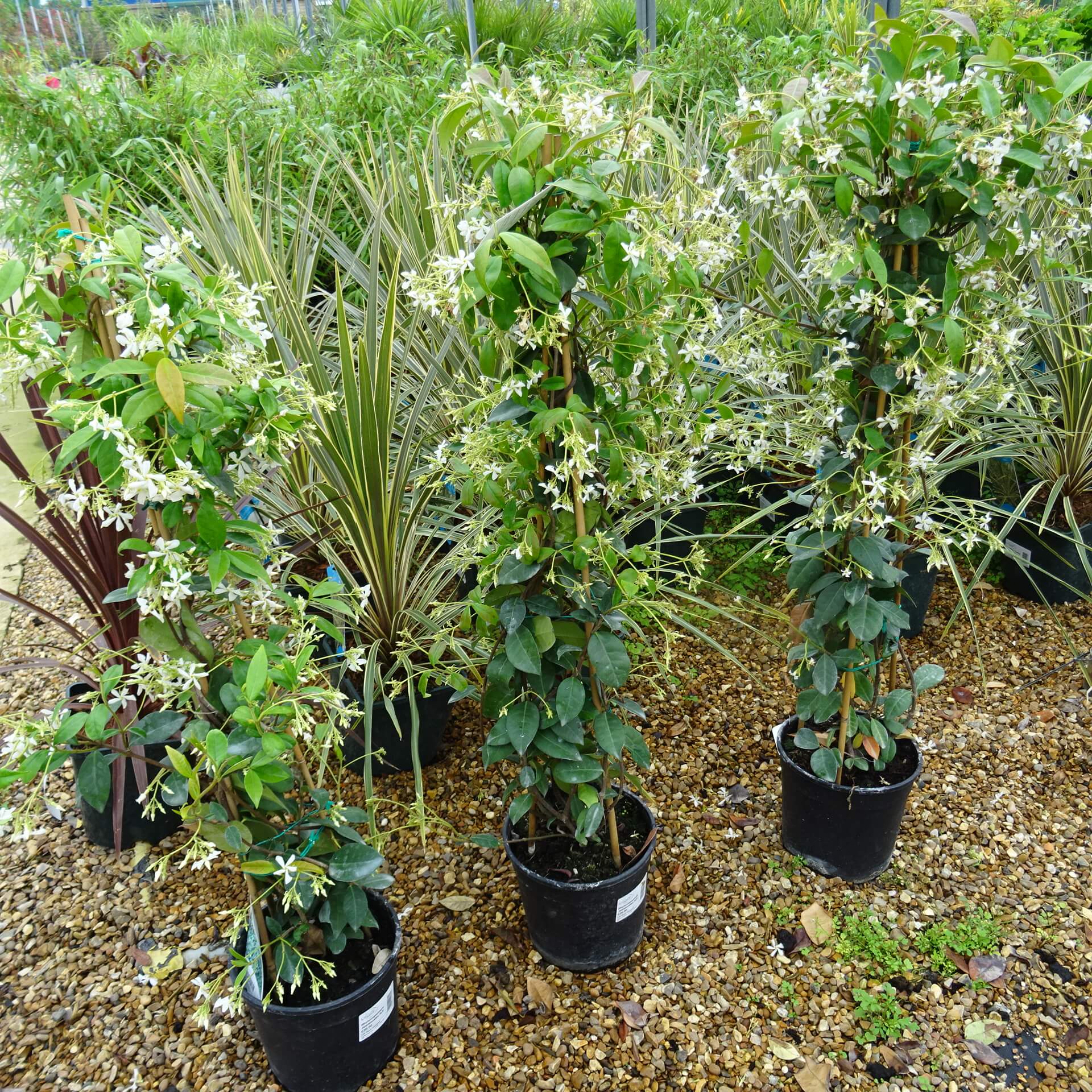 Rhyncospermum Jasminoides 3Ltr ⋆ Cuckoo Bridge Nursery & Farm Shop