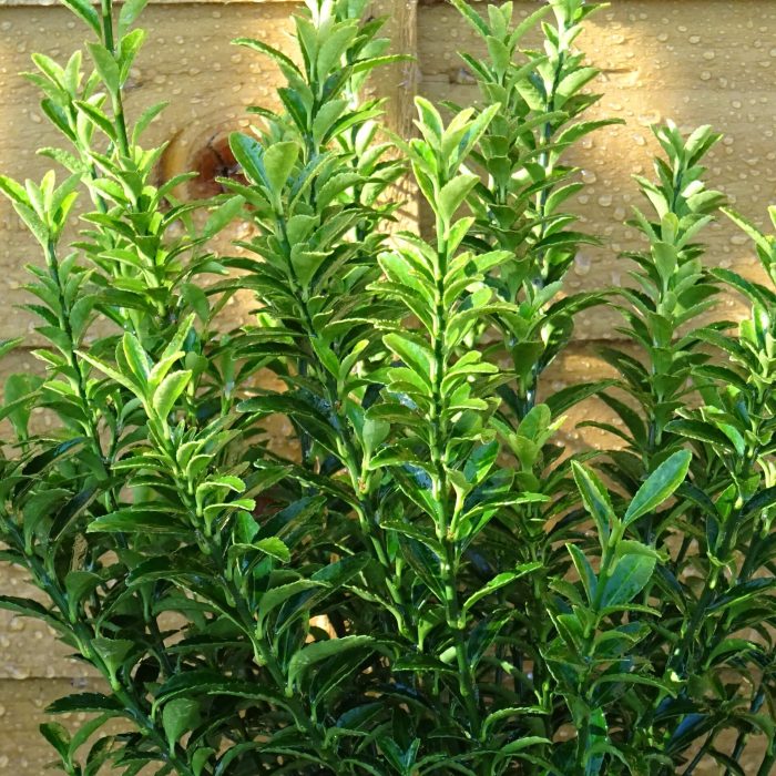 c9b12cd5-e52f-4a47-8a99-ecca1198258b