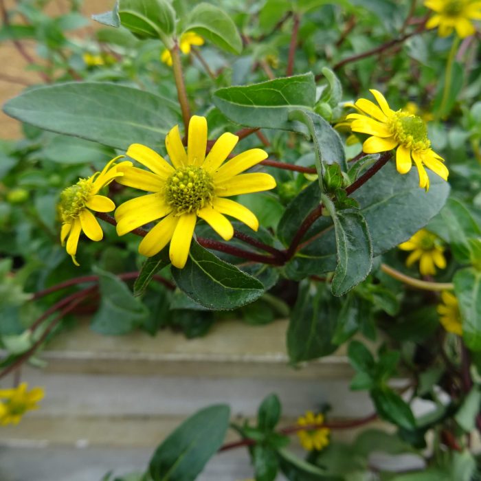 2c6650f9-18c3-41f2-ba92-5a6eb596e242