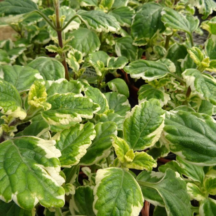 76c1d842-029a-4fe5-8f27-85e137c0981f