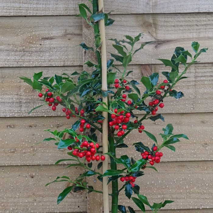 895f822e48905d6a491ab9df5c44ee23.jpg 08dd2dc6-01cd-40fe-93c2-2ca1c5dd4d67