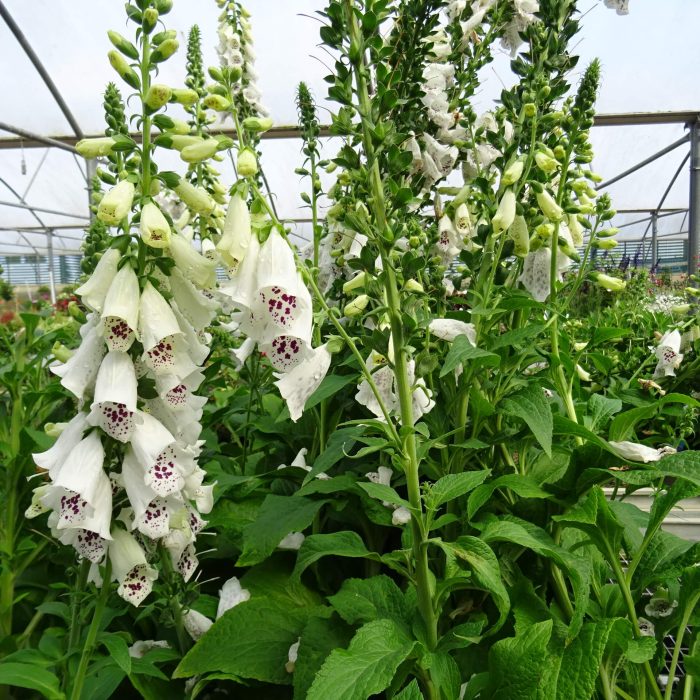 6fd97930-9ea5-435c-95a0-bf2daade12f1