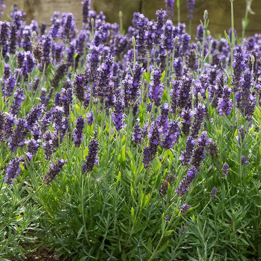 89b346b8958218f6eb500a98aea9a0ad.jpg 96d431b2-603a-435f-bd01-79d79781313f