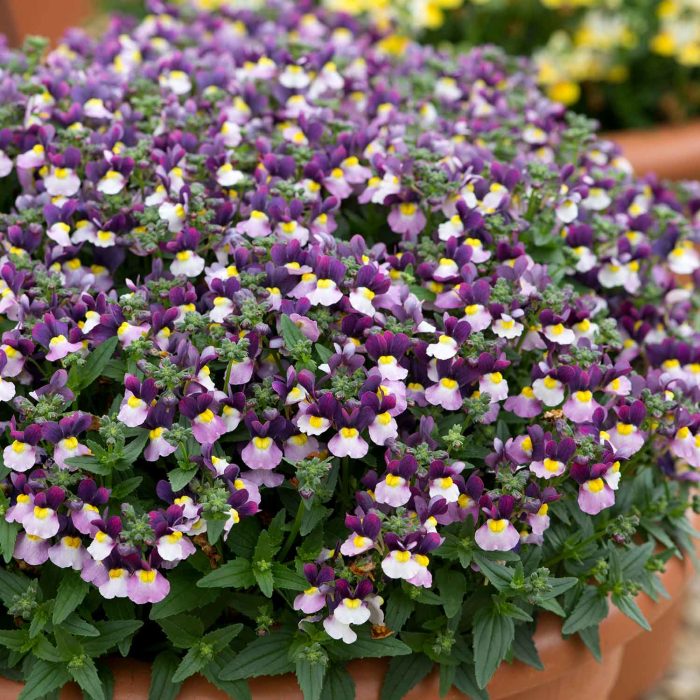 8a4cabb390197fd4d5bb0f0976078bf1.jpg d1060209-c1bc-4ba2-866a-4686e9e1aebc