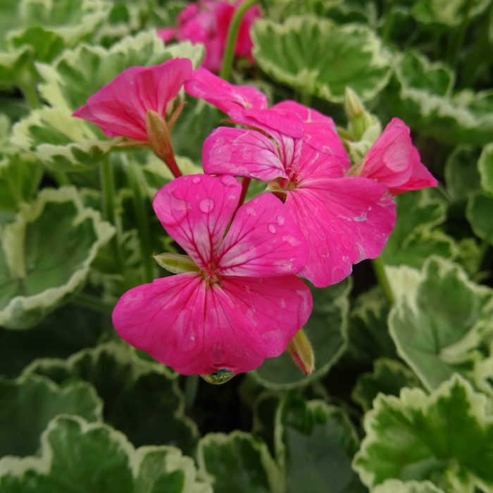 f9751fc1-88c2-42f0-af55-919b7500c681