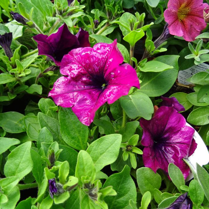 b2393224-2999-4525-bf5c-67a41fdefabc