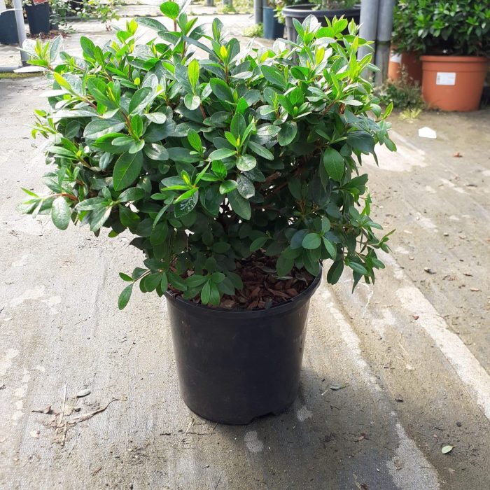 f5963b59-5890-414d-a6b8-64365d2622e9