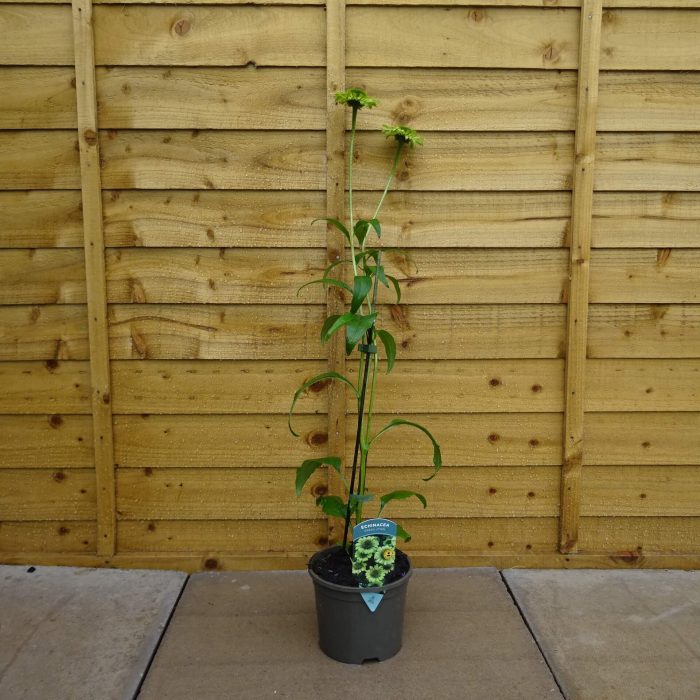 c2c70c59-2076-4b4a-9f88-ddf5fabfb85d