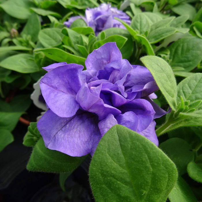 22243435-134e-484f-9793-63cd96694315