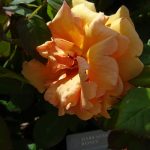 2088d13e-1d69-424d-8654-384ab91ebc46