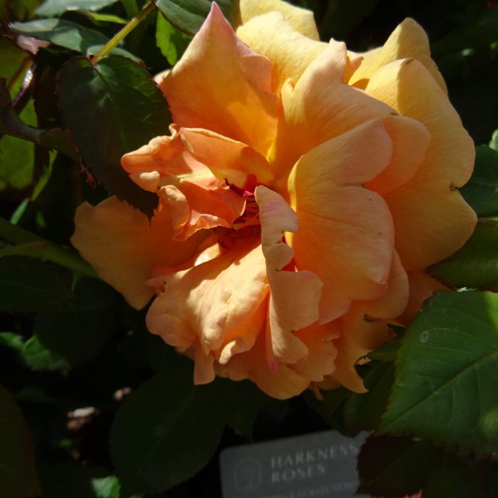 8c76989036445e296d2733c521d12b27.jpg 2088d13e-1d69-424d-8654-384ab91ebc46