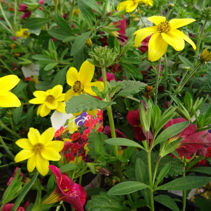 7a462c26-aa65-48bb-8e3a-0aabfec56266