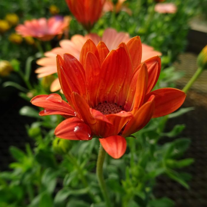 1854a718-d42c-4f9a-b633-81d24c77e2c5