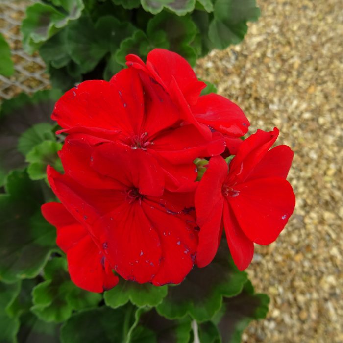 88b3897d-10a1-4cbe-808b-7cc30f7d4c81