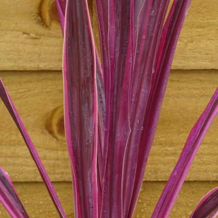 98c4fea3-0fcb-4fc7-adc5-ddd40367cdff