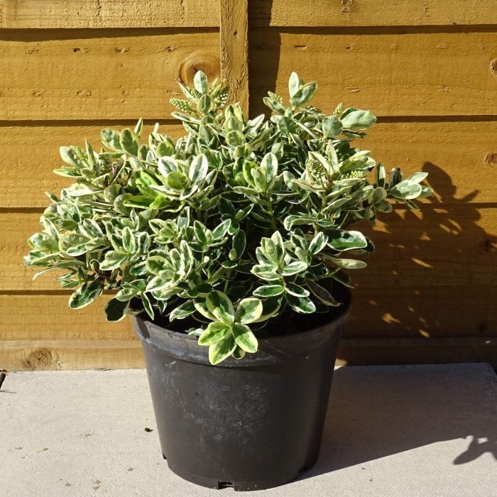 90da2454250312793104ab2f5600bd7c.jpg 09fa388b-3375-49a6-b0c7-8485205211bf