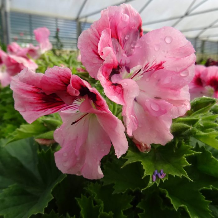 914e64d353b5679b37b5e1aed7c28911.jpg 7f0b3da4-e2bf-4f1f-a037-79b6e45dd452