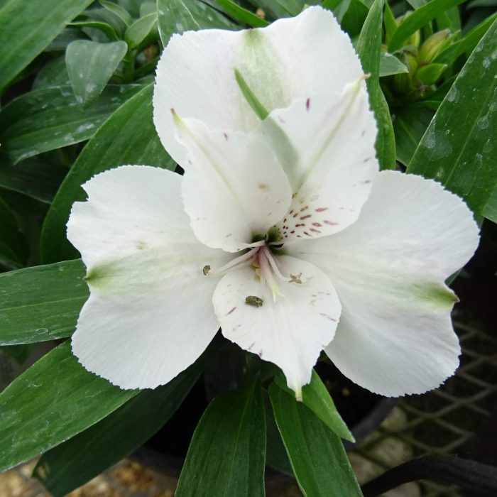 5667e964-949f-4837-9311-f1ebada5f006