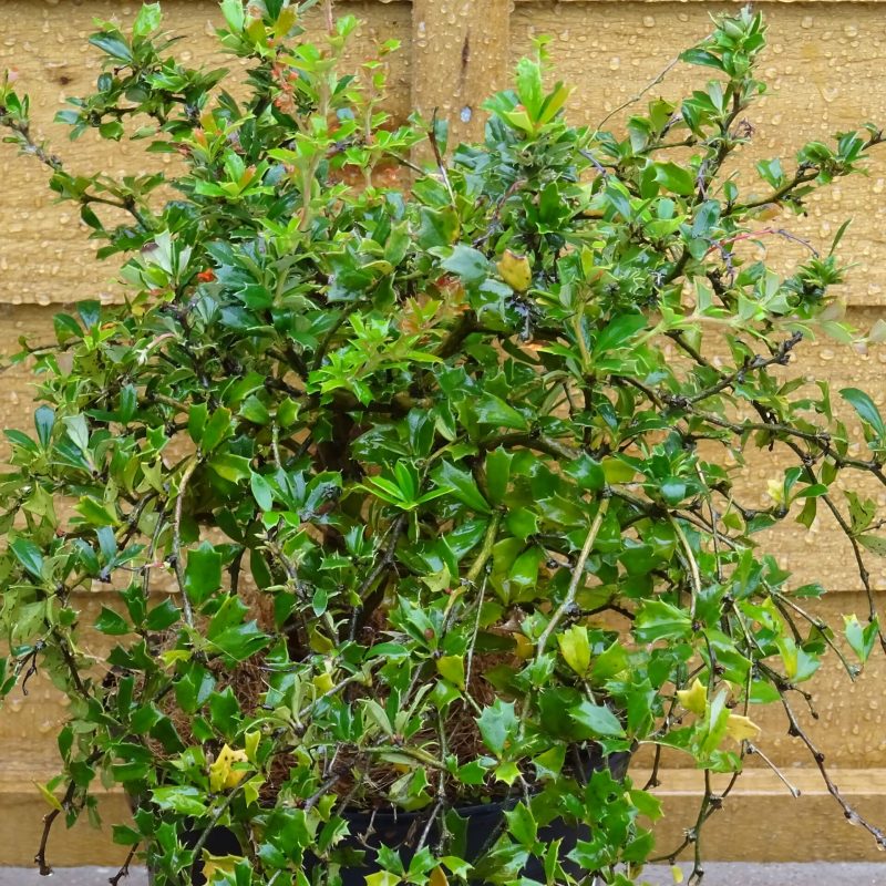 Berberis Compacta 2Ltr ⋆ Cuckoo Bridge Nursery & Farm Shop