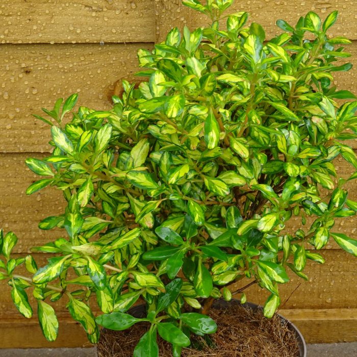 e2972946-7531-446e-872b-41419dfa044d