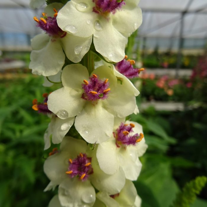 e3dc2a5f-8efe-4b02-8329-16801b2f0cc1