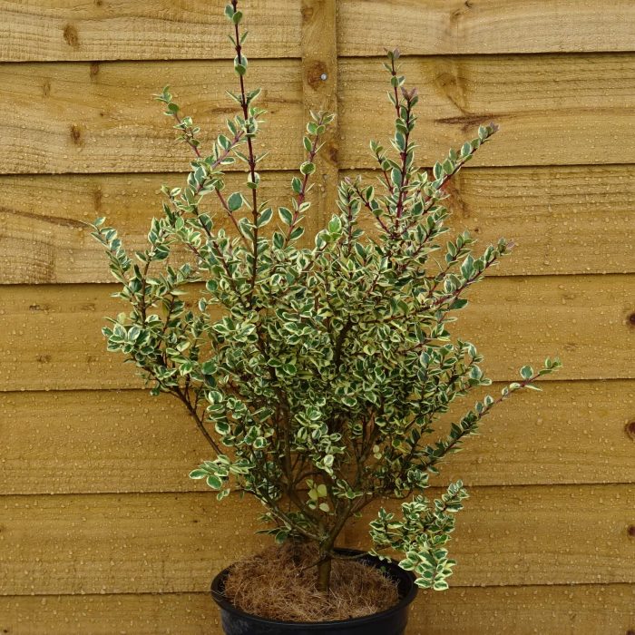 8c961d6f-074d-4a99-a8d0-9633ea7e3cca