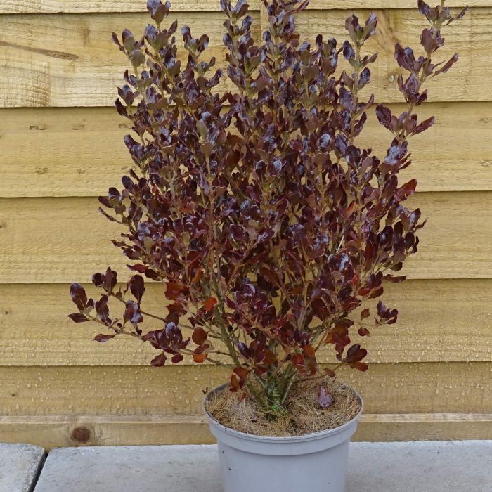 9407368682c0cba44d6d6e686df5d13b.jpg dd665e68-0f6c-4fbe-9834-e2ec98c74d26