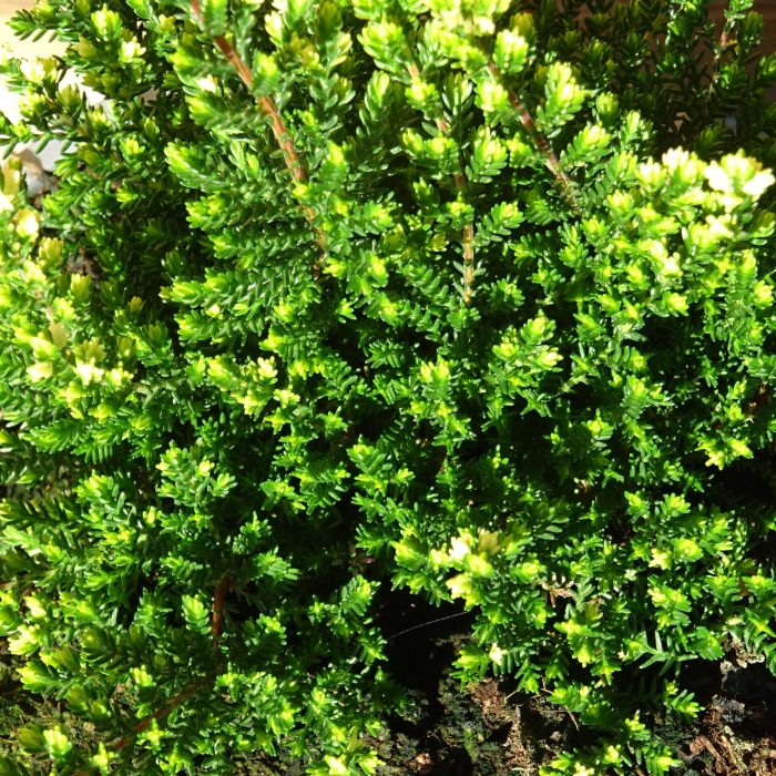 4ade2f6d-65fd-45fb-a72d-5ae6fce6ed0c