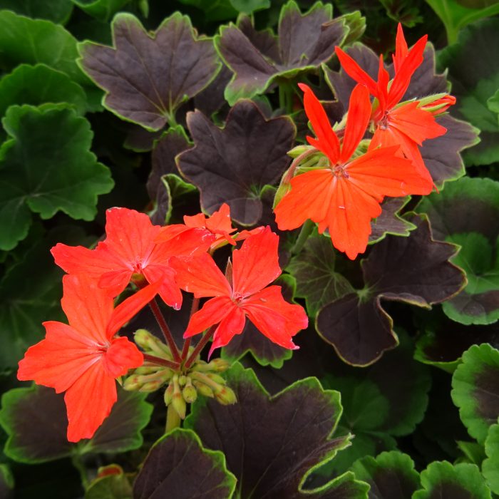 a0674d55-ec73-49f2-9130-66792b417b44