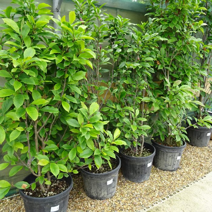 ce3366e0-4a13-42fc-8f3d-ace030bd74eb