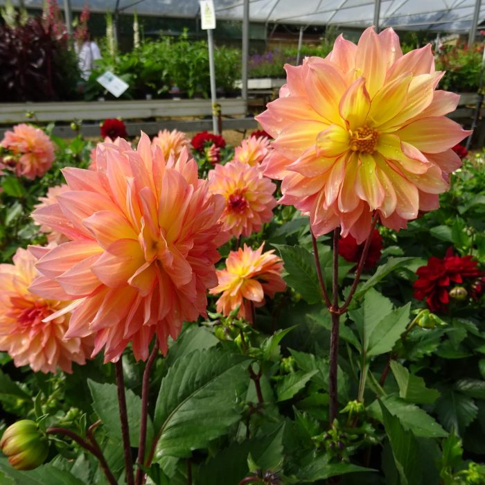 95b2dc5bca9b150ec61c215b7e7c4f26.jpg 2ff6a009-907e-47f8-a2f6-0df56c4d4eb3