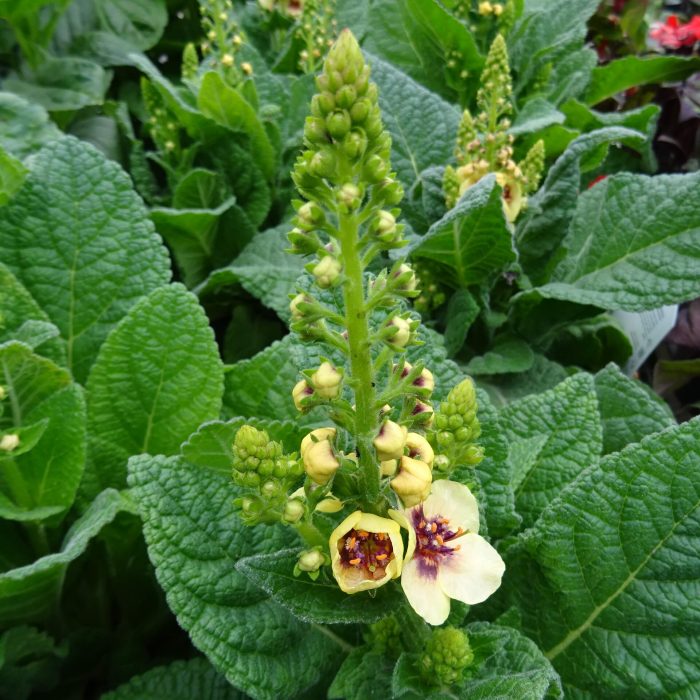 d7535b3c-d597-43b1-b481-0dd82c7e15b8