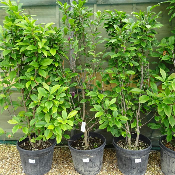 4c78acc0-26e3-412b-8b08-4761ea80ea7a