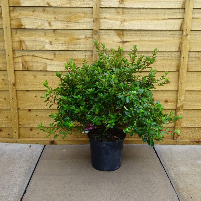 9657d7432a154b638fb5a4b4e88c6a8f.jpg 02e6aa0c-8ae1-4e87-afd0-743fcaf4ca49