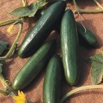 62068b78-9c16-4316-b514-e53e529c4549