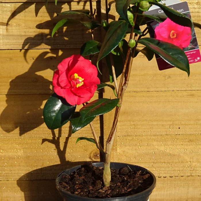 e52cc56a-8542-4b74-8627-0a568ba1986a