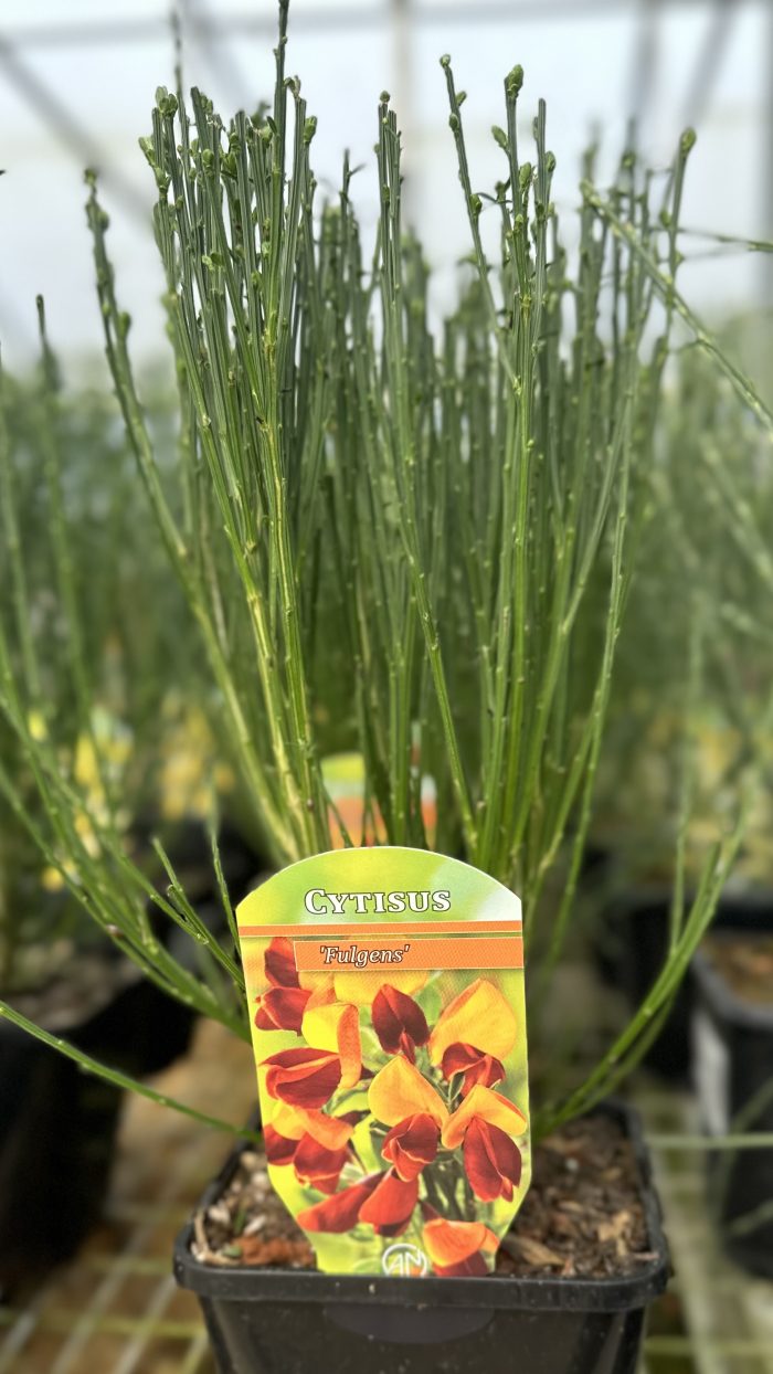 fbd20e52-ec0a-4936-90d1-121b4e209819