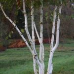 6c1d741b-911b-4f41-8c4f-fe6593b3c2fd