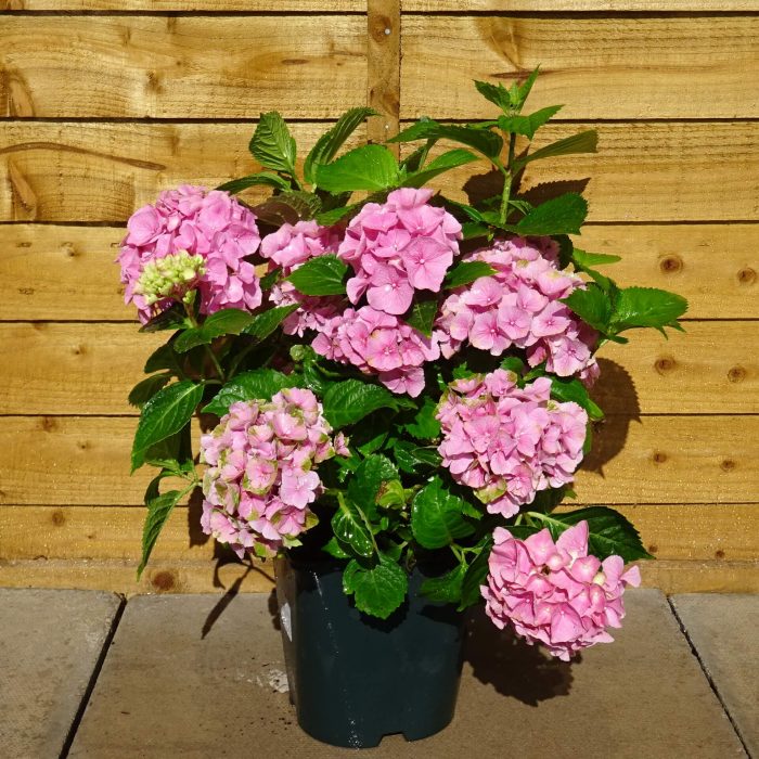 7914e71f-cb4b-4ab1-8aa7-ec90191450d8