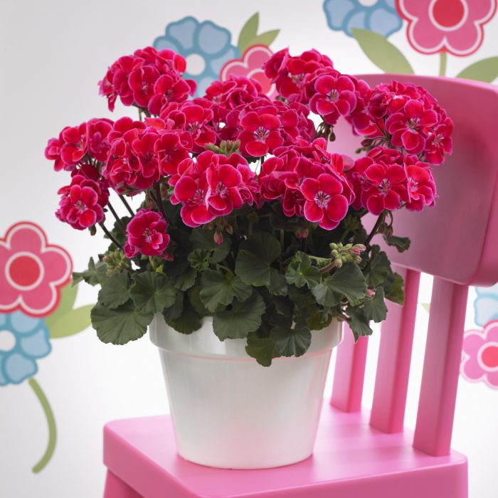 e5c35cb8-a9c3-4f30-b5b1-b3f3265bb20b