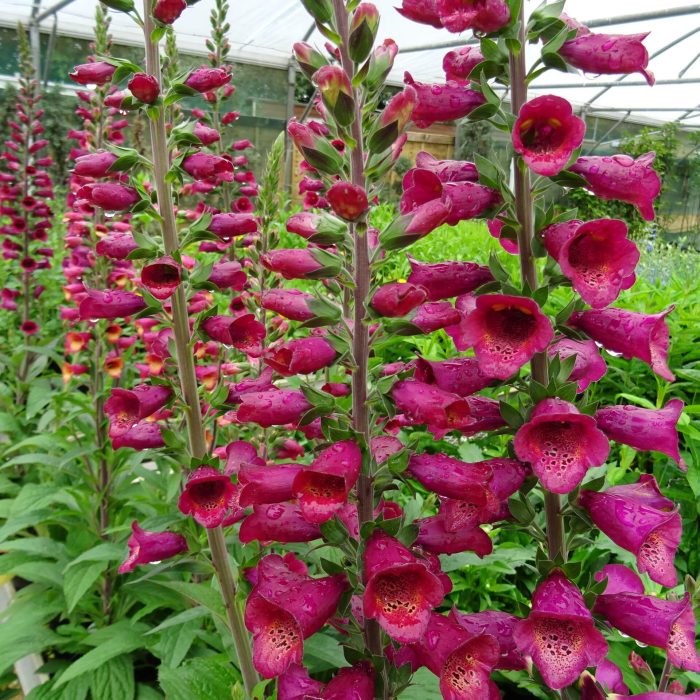 e4e559e9-e4ce-4480-8d03-7b4d8495f2fd