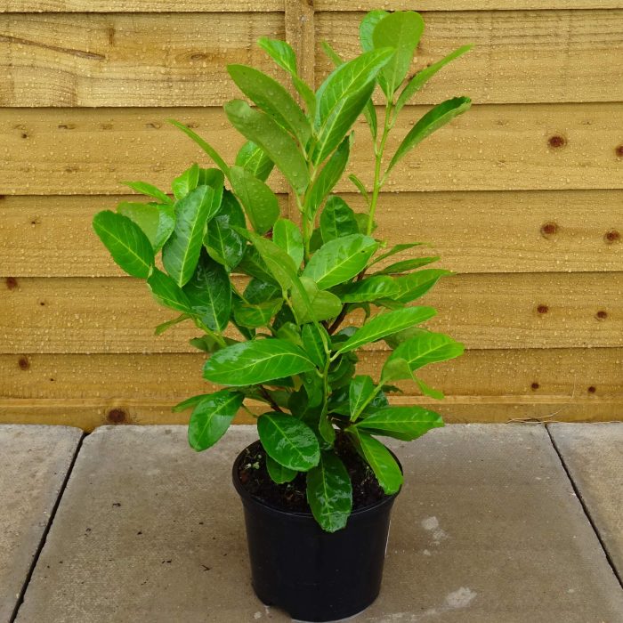 55c19049-8f31-4363-9599-52652ebe4154