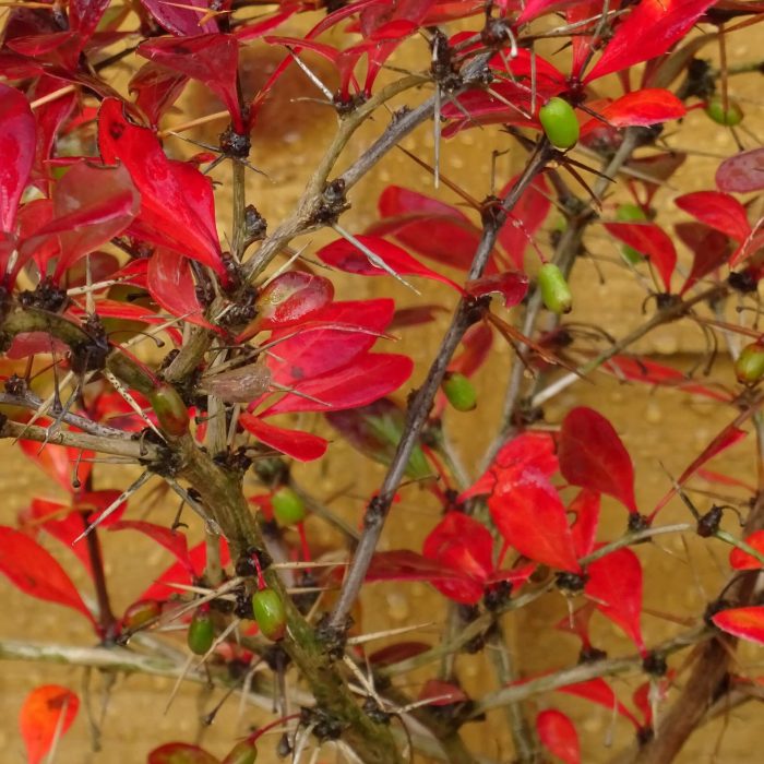 9c2c7af80d4bbeb2dd9c768edd41eb11.jpg 07901c52-537e-4eed-bce2-9835e4ebb967