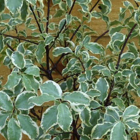 39a9b252-f4bb-4942-84f3-966edb2a081e