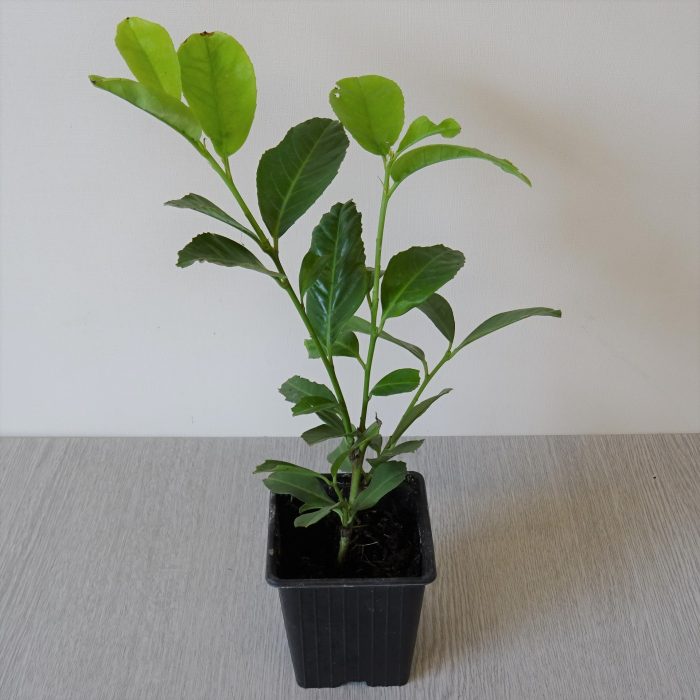 9d3ff586de70b82f40f98b175f80e08b.jpg 401889c6-ee82-4d08-8e52-766a2ae6c860