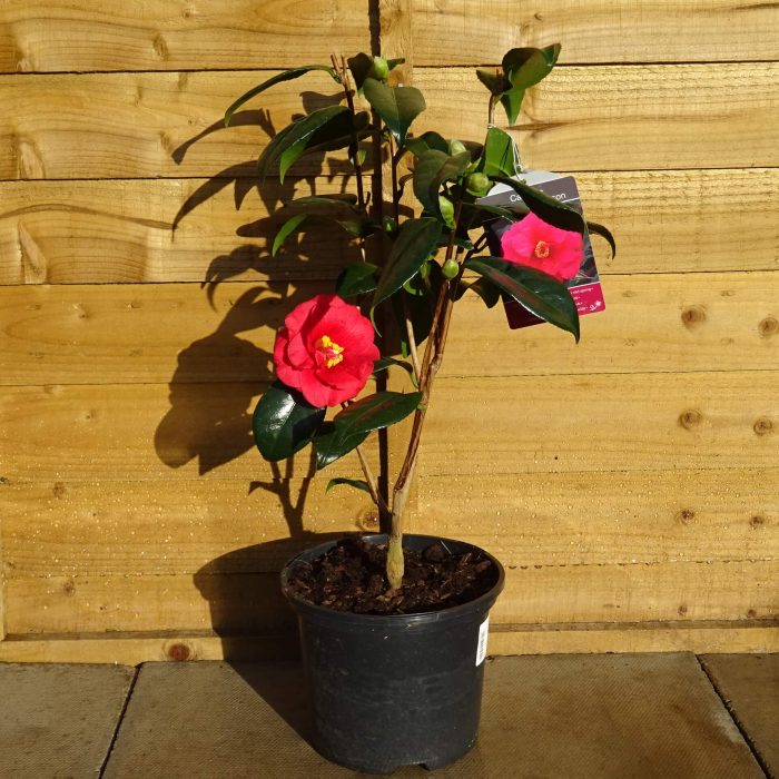 f4767ca5-c4a2-41ed-90e2-637fe33f9979