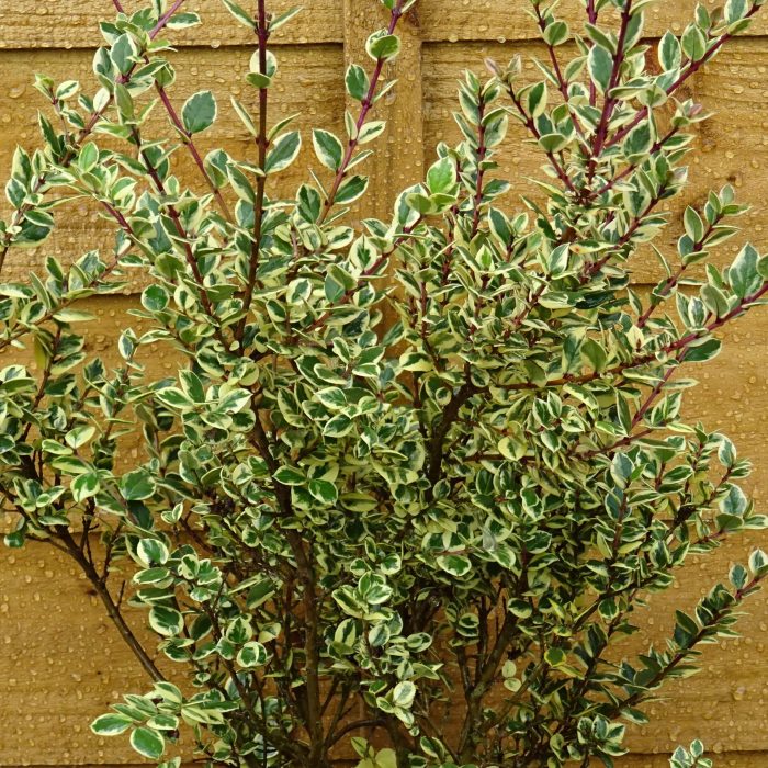 e2045261-ac0a-453d-b671-b077c08adadc