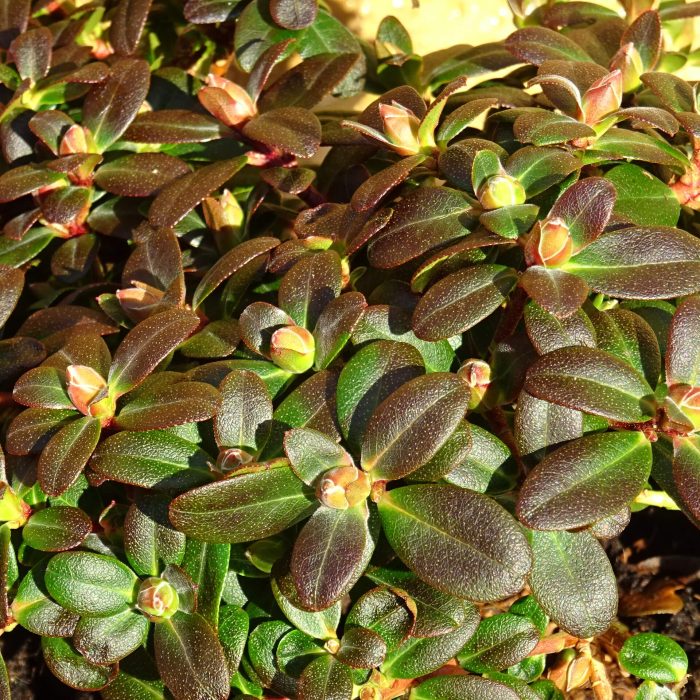 359124b4-dc5c-4e88-9c9e-9edf236da3f5