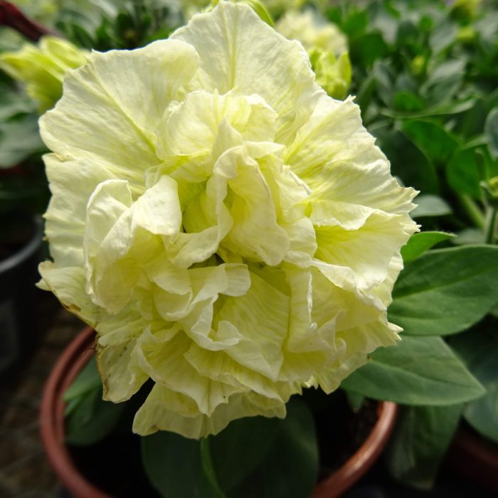 9dffc4f73c20b7222560e46904b00aa1.jpg 3d7b452b-57d7-447c-88a8-2bac15235466