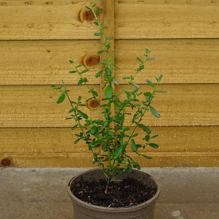 9e9e812c69857139a44b8ed52166f6ed.jpg dc3b18cb-f776-4e13-85e6-10d6e2c70610